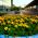Semințe de gălbenuș de aur - Tagetes tenuifolia - 600 de semințe
