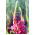 Lupiini - Chatelaine - 90 siemenet - Lupinus polyphyllus