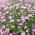 Showy Baby's-Breath mixed seeds - Gypsophila elegans - 2800 seeds