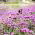 Tall Verbena, Purpletop Semi di verbena - Verbena bonariensis - 500 semi - Verbena patagonica