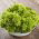 Leaf Lettuce - Lollo - Crispy & Curly Leaves for Healthy Salads! - Fresh Seeds