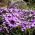 Aubrieta - színes virágkeverék - Aubrieta x hybrida - Színes virágok, ideális szegélyezéshez - Friss vetőmagok