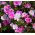 Atlasblomma - blandning - Godetia grandiflora - Flerfärgade blommor, fantastiska för snittarrangemang - Färska frön