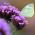 Tall Verbena, Purpletop Semi di verbena - Verbena bonariensis - 500 semi - Verbena patagonica