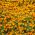 Tagète Citron - Orange Gem - 600 graines - Tagetes tenuifolia