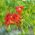 Trumpet Vine, Trumpet Creeper semena - Campsis radicans