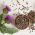 Biji Milk Thistle - Silybum marianum