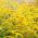 Canada Goldenrod seeds - Solidago canadensis - 2500 seeds