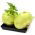 Kohlrabi Delikates weisser Samen - Brassica oleraceae var. Gongylodes - 520 Samen