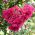 Crapa Myrtle, Crepe Semințe de Myrtle - Lagerstroemia indica - 40 semințe