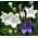 Balloon Flower - White - Platycodon grandiflorus - Elegant Perennial with Majestic Flowers - Fresh Seeds