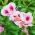 Godetia Cattleya zaden - Godetia grandiflora - 1500 zaden - Godetia grandifllora