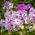 Éves Phlox, Drummond Phlox vegyes magjai - Phlox drummondii - 250 mag - magok