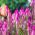 Celosía Spicata - Flamingo - Celosia spicata - Elegantes espigones bicolores - Semillas frescas