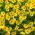 Leopard's Bane Medaillon d’Or zaden - Doronicum caucasicum - 220 zaden - Doronicum orientale