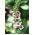 Paarse Mullein-zaden - Verbascum phoeniceum - 800 zaden