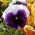 Hercai Menekşe Rab Beaconsfield tohumları-Viola x wittrockiana-250 tohumları - Viola x wittrockiana 