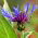 Bjerg-Knopurt - Centaurea montana - Charmerende blomster til landlige haver - Friske frø