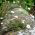 Biji Fleabane Mexico - Erigeron karvinskianus - 390 biji - benih
