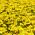 Semințe de gălbenuș de aur - Tagetes tenuifolia - 600 de semințe