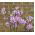 Orlíček plnokvětý - směs - Aquilegia vulgaris - Velkolepé květy, ideální do kytic - Čerstvá semena