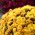 Chrysanthemum Fanfare Verbesserte Samen - Chrysanthemum x koreanum - 