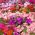 Busy Lizzie seeds - Impatiens walleriana - 160 seeds