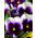 Hercai Menekşe Rab Beaconsfield tohumları-Viola x wittrockiana-250 tohumları - Viola x wittrockiana 