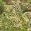 Large-Spike Bristlegrass siemenet - Setaria macrostachya