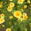 Sementes Tidy Tips - Layia platyglossa - 1600 sementes