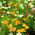 Cây anh túc California, hạt anh túc vàng - Eschscholzia californiaica - 600 hạt - Eschscholzia californica