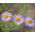 Daisy Fleabane - Blue Variety - Erigeron speciosus - 700 seeds