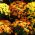 Chrysanthemum Fanfare Verbesserte Samen - Chrysanthemum x koreanum - 