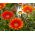 Treasure Flower, Gazania keverjük magokat - Gazania rigens - 130 mag - Gazania splendens
