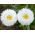 Crazy Daisy, hạt Snowdrift - hoa cúc tối đa fl.pl - 160 hạt - Chrysanthemum maximum fl. pl. Crazy Daisy