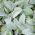 Semințe de ureche de miel - Stachys lanata - 110 semințe