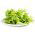 Leaf Lettuce - Lollo - Crispy & Curly Leaves for Healthy Salads! - Fresh Seeds