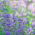 Katteurt - Nepeta mussinii - Duftende blomster, elsket af katte - Friske frø