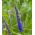 Veronica spicata - 1000 semillas