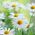 Semillas de margarita de ojo de buey - Chrysanthemum leucanthemum - Leucanthemum vulgare syn. Chrysanthemum leucanthemum