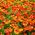Common Sneezeweed seeds - Helenium autumnale - 500 seeds