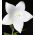 Balloon Flower - White - Platycodon grandiflorus - Elegant Perennial with Majestic Flowers - Fresh Seeds