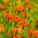 Tagète Citron - Orange Gem - 600 graines - Tagetes tenuifolia