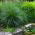 Ornamental Annual Grasses blande frø - 200 frø - 