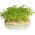 Sprouting seeds - Cress - Zesty Superfood Boost in Just Days - Fresh Seeds