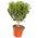 بذور الآس - Myrtus communis - 18 بذور - Myrtus communis L. - ابذرة
