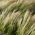Iarbă de pene, semințe de pădure europeană - Stipa pennata - 10 semințe - Stipa joannis