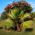 Cotton Palm, Desert Fan Palm seeds - Washingtonia filifera - 5 seeds