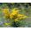 Canada Goldenrod seeds - Solidago canadensis - 2500 seeds