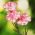 Raspberry Ripple Carnation seeds - Dianthus caryophyllus - 110 seeds
